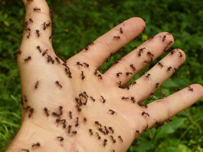 Myrer på en hånd